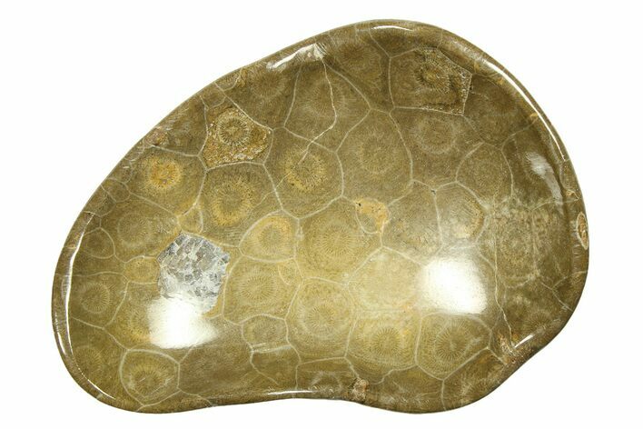 Polished Fossil Coral (Actinocyathus) Dish - Morocco #294069